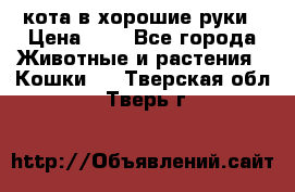 кота в хорошие руки › Цена ­ 0 - Все города Животные и растения » Кошки   . Тверская обл.,Тверь г.